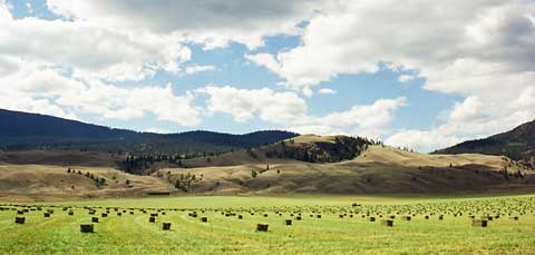 A wide field strewn with hay bales under blue mountains and a big sky