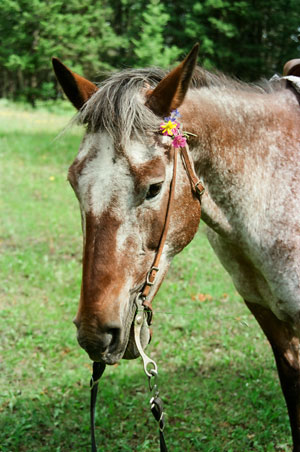 Evans horse Rusty, with flowers in his hair