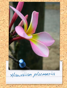 plumeria flower
