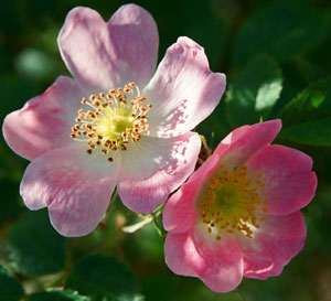 How can you not stop to smell the wild roses?